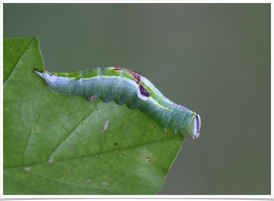 Heterocampa guttivitta
Saddled Prominent
Bibb County, Alabama